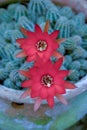 Two peanut cactus red flowers