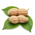 Two peanuts resting on a pair of green leaves against a white background isolated on transparent background, isolated on white Royalty Free Stock Photo