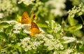 Two Pearl Crescent Butterflies In Summer Garden