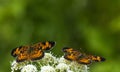 These two Pearl Crescent Butterfly are perched on Common Yarrow flowers that are prevalent in this area Royalty Free Stock Photo