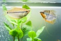 Two Pearl gourami Trichopodus leerii freshwater aquarium fish in fish tank. Aquaria concept Royalty Free Stock Photo