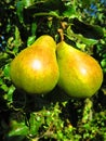 Two pears hanging on the tree brunch close up. Pear orchard in England, pear fruit tree. green pear fruits on the tree Royalty Free Stock Photo