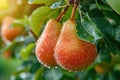 Two pears hanging from a tree with water droplets on them, AI Royalty Free Stock Photo