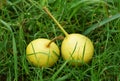 Two pears lie on the grass. Royalty Free Stock Photo