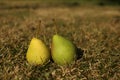 two pears lie on the grass Royalty Free Stock Photo