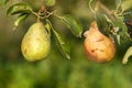 Two Pears Royalty Free Stock Photo
