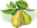 Two pears on sky background.