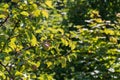 Two pears on a tree. There are green leaves around Royalty Free Stock Photo