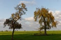 Two pearwoods in a grassland