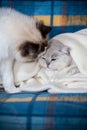 Two pedigree cats Ragdoll and Scottish chinchilla silver