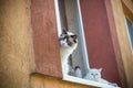 two pedigree cats Ragdoll and Scottish chinchilla sit on the windowsill
