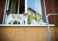 two pedigree cats Ragdoll and Scottish chinchilla sit on the windowsill