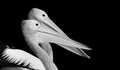 Two Pelican Bird Face On The Black Background Royalty Free Stock Photo
