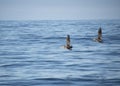 Two pelican birds flying in the sky above the ocean