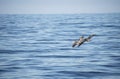 Two pelican birds flying in the sky above the ocean