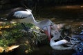 Two pelican are looking for fish in the pond. Royalty Free Stock Photo