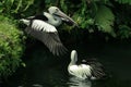 Two pelican are looking for fish in the pond. Royalty Free Stock Photo