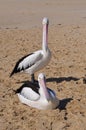 Two Pelican:Moore River Mouth Sandbar, Western Australia Royalty Free Stock Photo