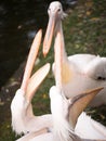 Two pelican standing with open beak Royalty Free Stock Photo