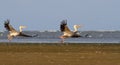 Two pelicand in flight Royalty Free Stock Photo