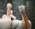 Two pelicans Royalty Free Stock Photo