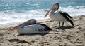 Two Pelicans on the beach Royalty Free Stock Photo