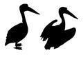 Two pelicans black silhouettes isolated on white background. Pelecanus onocrotalus dark shadow icon, vector eps 10