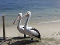 Two pelicans on Bongaree shoreline at Bribie Island Royalty Free Stock Photo