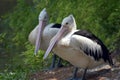 Two pelicans brooding by the river Royalty Free Stock Photo