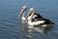 Two pelicans Royalty Free Stock Photo
