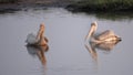 Two pelicans and reflections on the Chobe River