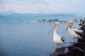 Two Pelicans on the city waterfront Royalty Free Stock Photo