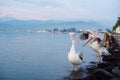 Two Pelicans on the city waterfront Royalty Free Stock Photo