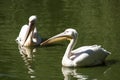 Two pelicans close together Royalty Free Stock Photo