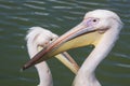 Two pelicans close up Royalty Free Stock Photo