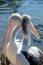 Two pelicans enjoying hot sunny day on the bank of the lake Royalty Free Stock Photo