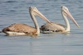 Two Pelicans Fishing