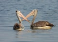Two Pelicans fishing