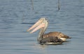 Two Pelicans fishing