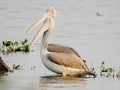 Two Pelicans in Lake