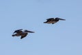 Two pelicans in flight in on the California central coast at Cambria - USA