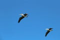 Two pelicans in flight in California, USA Royalty Free Stock Photo