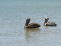 Two Pelicans Floating in the Ocean Royalty Free Stock Photo