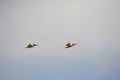 two pelicans fly against the blue summer sky Royalty Free Stock Photo