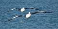 Two pelicans flying in formation Royalty Free Stock Photo