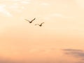 Two Pelicans Flying in a Sunset Sky Royalty Free Stock Photo