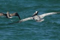Two pelicans gliding over the Gulf of Mexico in Florida. Royalty Free Stock Photo