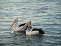 Two pelicans at Illawarra lake Royalty Free Stock Photo