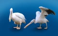 Two Pelicans Isolated On Blue Background Royalty Free Stock Photo