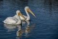 Two pelicans on La Pas Lake Royalty Free Stock Photo